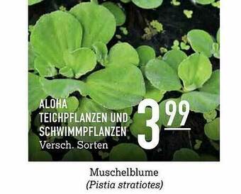 Kölle Zoo Aloha Teichpflanzen Und Schwimmpflanzen Angebot