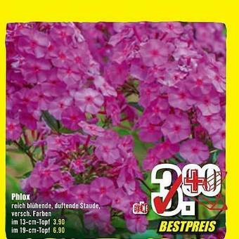 B1 Discount Baumarkt Phlox Angebot