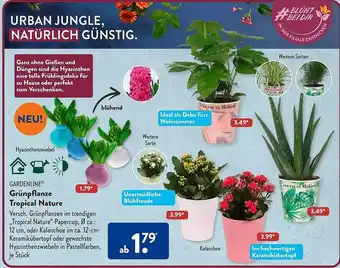 Aldi Süd Gardenline grünpflanze tropical nature Angebot