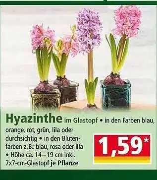 Norma Hyazinthe Angebot