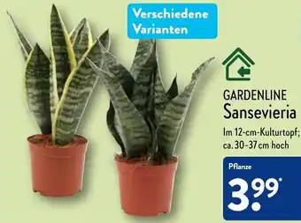 Aldi Nord Gardenline Sansevieria Angebot