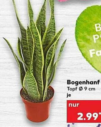 Kaufland Bogenhanf Angebot