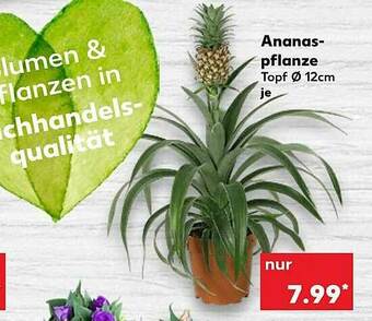 Kaufland Ananaspflanze Angebot