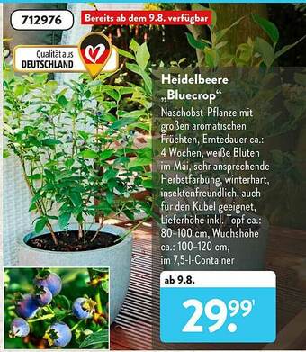 Aldi Süd Heidelbeere ,,Bluecrop Angebot