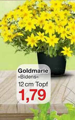 Jawoll Goldmarie »bidens« Angebot