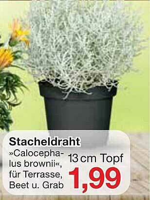 Jawoll Stacheldraht »calocepha-lus Brownii« Angebot