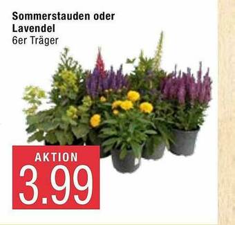 Marktkauf Sommerstauden Oder Lavendel Angebot