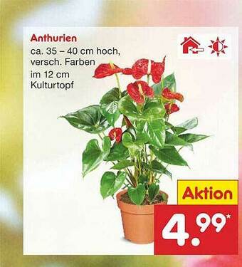 Netto Marken-Discount Anthurien Angebot