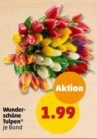 PENNY Wunderschöne Tulpen Angebot