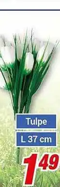 CENTERSHOP Tulpe Angebot