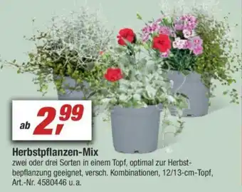 toom Baumarkt Herbstpflanzen Mix Angebot