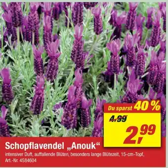 toom Baumarkt Schopflavendel Anouk Angebot