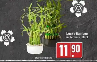 Scheck-in-Center Lucky bamboe Angebot