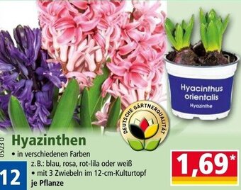 Norma Hyazinthen Angebot