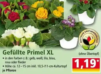 Norma Gefüllte Primel XL Angebot