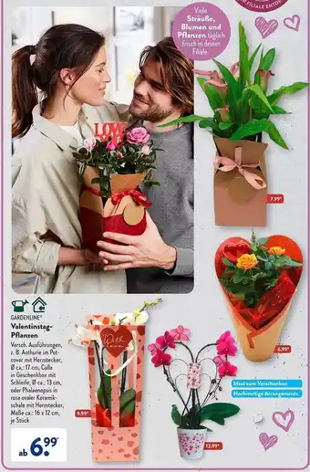 Aldi Süd Gardenline valentinstag-pflanzen Angebot