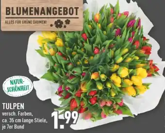 Marktkauf Tulpen 7er Bund Angebot