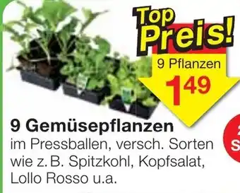 Jawoll 9 Gemüsepflanzen Angebot