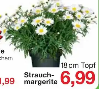 Jawoll Strauchmargerite Angebot