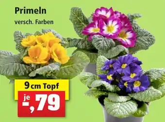 Thomas Philipps Primel 9 cm Topf Angebot