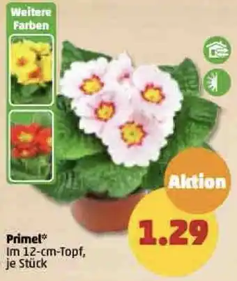 PENNY Primel 12 cm Topf Angebot