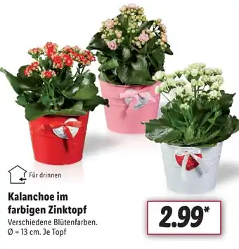 Lidl Kalanchoe im farbigen Zinktopf 13 cm Angebot