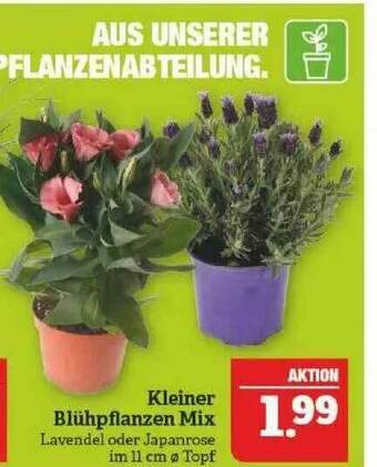 Marktkauf Kleiner Blühpflanzen Mix Angebot