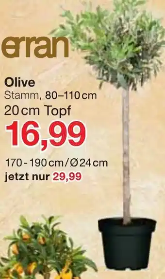 Jawoll Olive Angebot