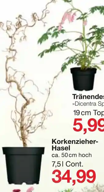 Jawoll Korkenzieher Hasel Angebot