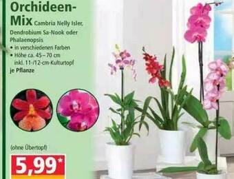 Norma Orchideen-mix Angebot