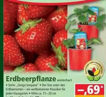 Norma Erdeerpflanze Winterhart Angebot