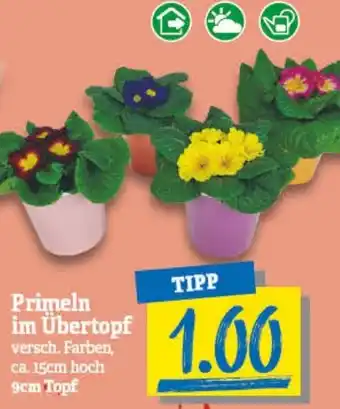 NP Discount Primeln im übertopf 9 cm Topf Angebot