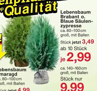 Jawoll Lebensbaum Brabant o. Blaue Säulenzypresse Angebot