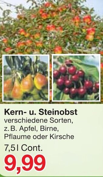 Jawoll Kern u. Steinobst Angebot