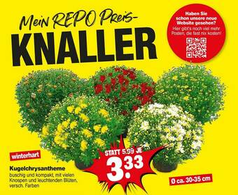 Repo Markt Kugelchrysantheme Angebot