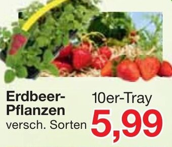 Jawoll Erdbeer Pflanzen Angebot