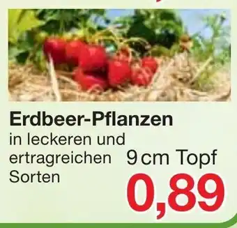 Jawoll Erdbeer Pflanzen Angebot