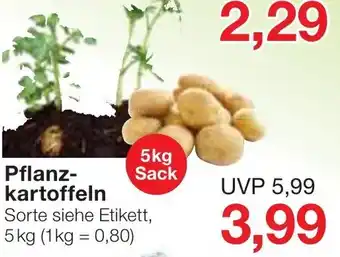 Jawoll Pflanzkartoffeln 5 kg Angebot