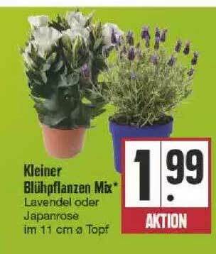 Edeka Kleiner Blühpflanzen Mix Angebot