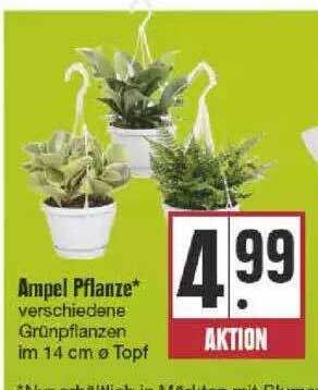 Edeka Ampel Pflanze Angebot