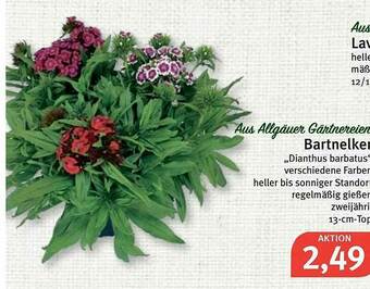 Feneberg Bartnelden „dianthus Barbatus” Angebot