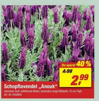 toom Baumarkt Schopflavendel „anouk” Angebot