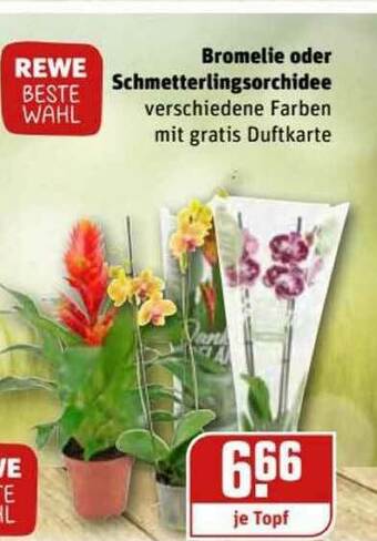 REWE Kaufpark Bromelie Oder Schmetterlingsorchidee Angebot