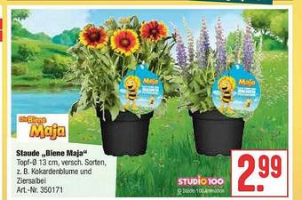 Hellweg Staude „biene Maja” Angebot