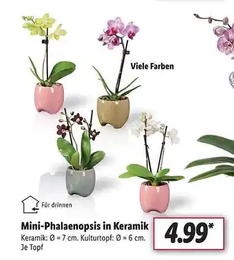 Lidl Mini-phalaenopsis in keramik Angebot