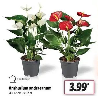 Lidl Anthurium andraenum Angebot