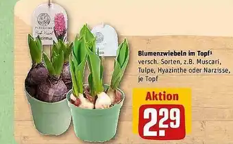 REWE Blumenzwiebeln mit topf Angebot