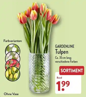 Aldi Nord Gardenline Tulpen Angebot