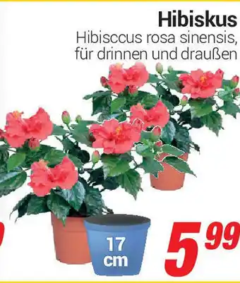 CENTERSHOP Hibiskus Angebot