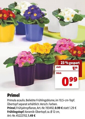 Hagebau Primel Angebot